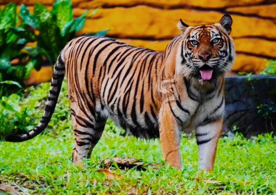 2024-07-17-tragis-pekerja-kebun-sawit-di-siak-tewas-dimangsa-harimau-sumatera-kepala-korban-dikabarkan-putus.jpg