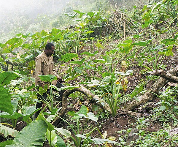600px-Bakweri_cocoyam_farmer_from_Cameroon.jpg