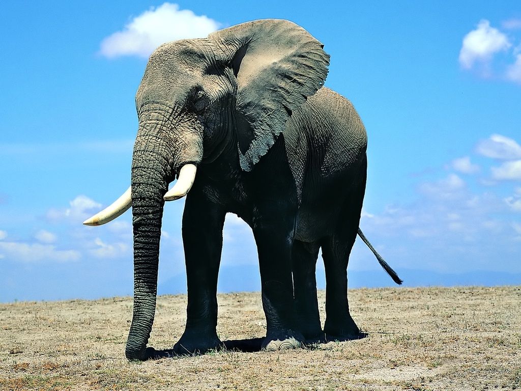 Elephant-8-W14Q0MP69M-1024x768.jpg