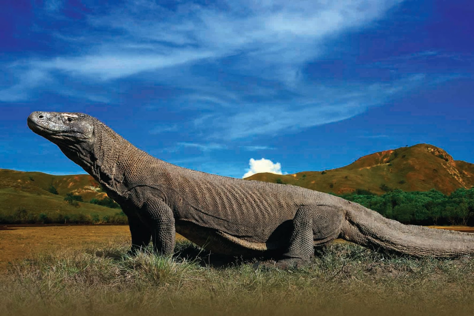 Komodo%2BNational%2BPark%2C%2BIndonesia2.jpg