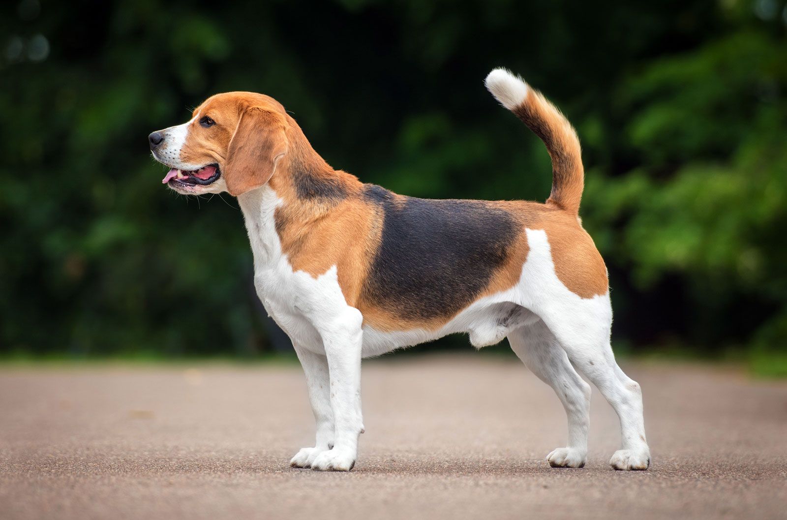 beagle-hound-dog.jpg