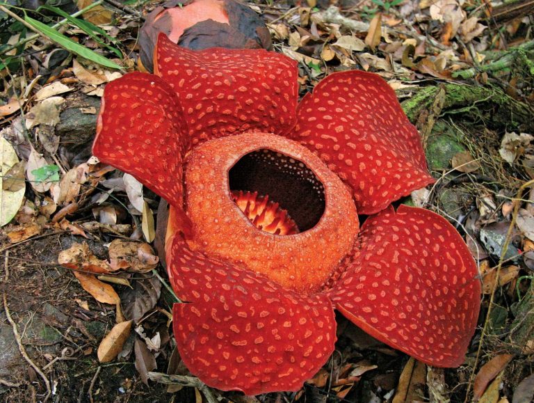 flower-Rafflesia-arnoldii-plant-world-endoparasite-host.jpg
